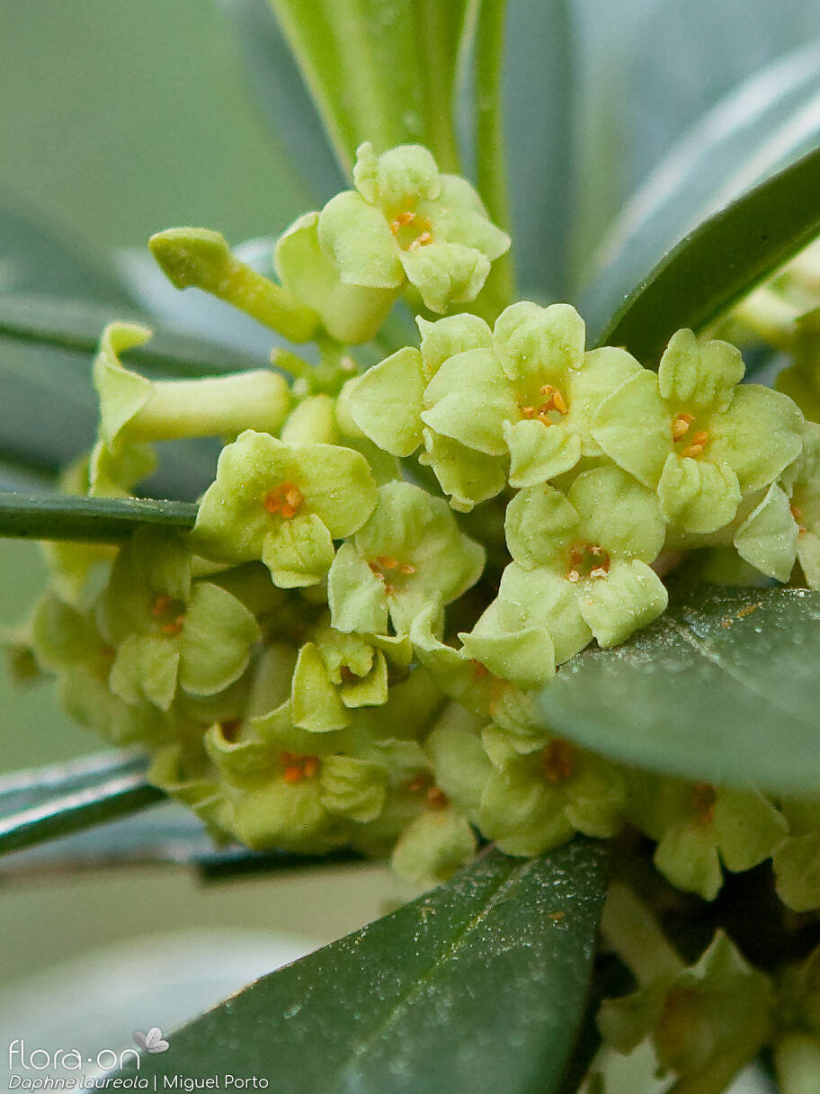 Daphne laureola - Flor (geral) | Miguel Porto; CC BY-NC 4.0