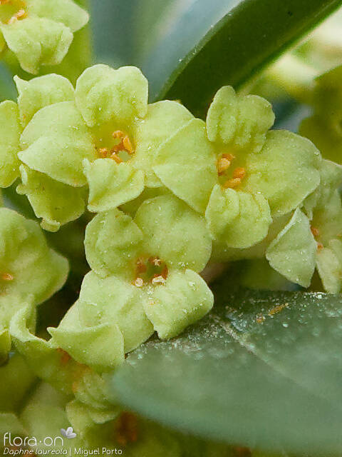Daphne laureola - Flor (close-up) | Miguel Porto; CC BY-NC 4.0