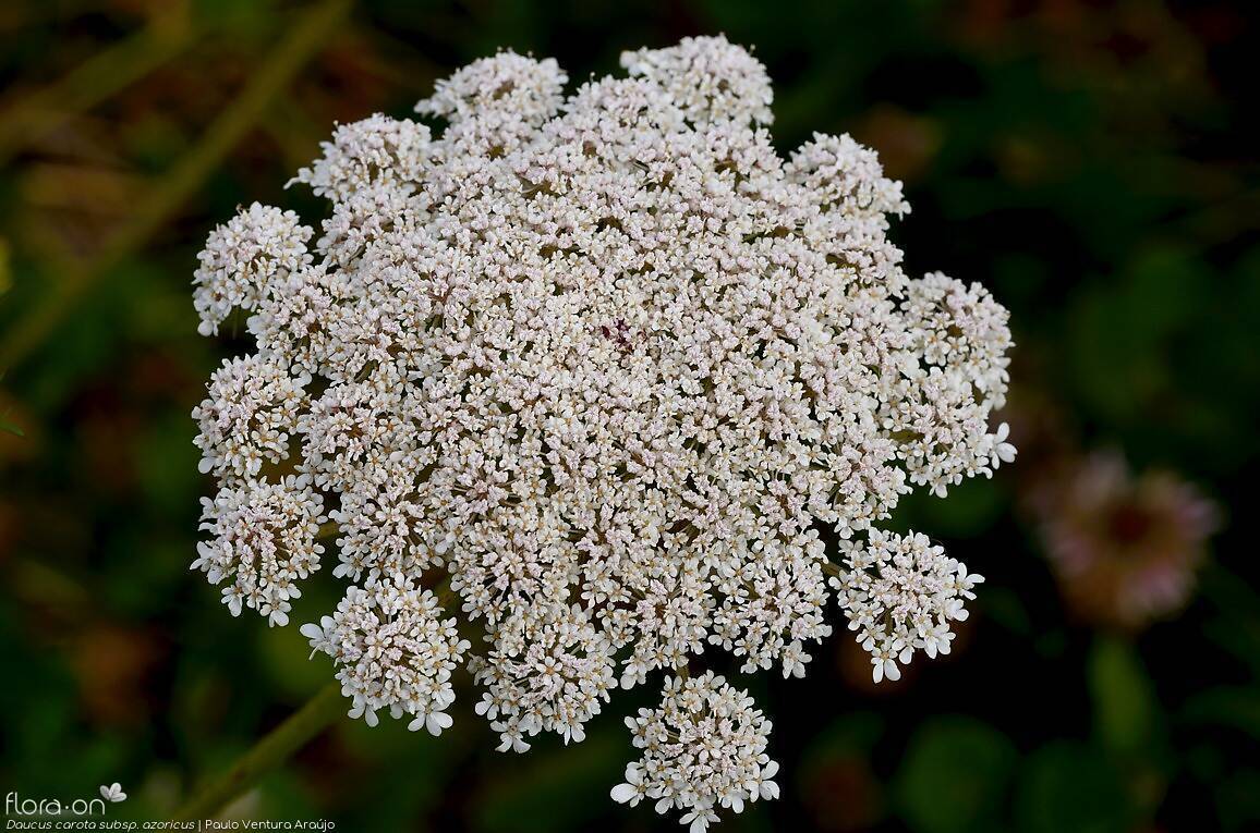 Daucus carota azoricus - | Paulo Ventura Araújo; CC BY-NC 4.0