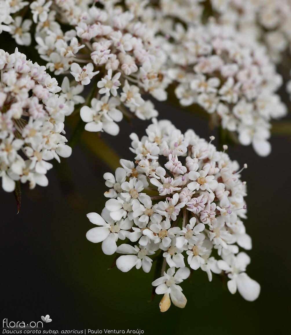 Daucus carota azoricus - | Paulo Ventura Araújo; CC BY-NC 4.0