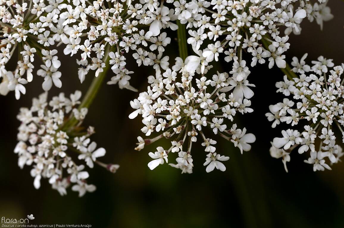 Daucus carota azoricus - | Paulo Ventura Araújo; CC BY-NC 4.0