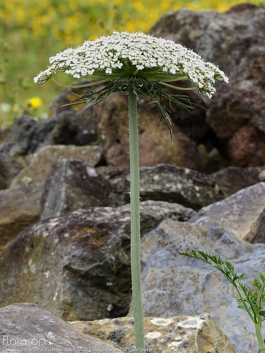 Daucus carota azoricus - | Paulo Ventura Araújo; CC BY-NC 4.0