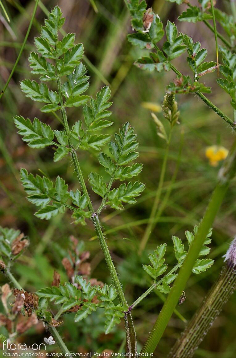 Daucus carota azoricus - | Paulo Ventura Araújo; CC BY-NC 4.0