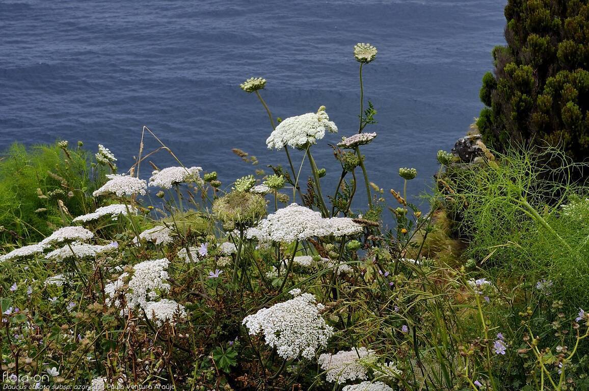 Daucus carota azoricus - | Paulo Ventura Araújo; CC BY-NC 4.0