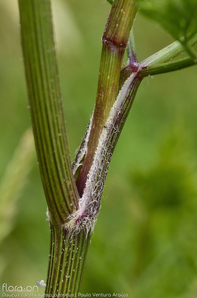 Daucus carota azoricus - | Paulo Ventura Araújo; CC BY-NC 4.0