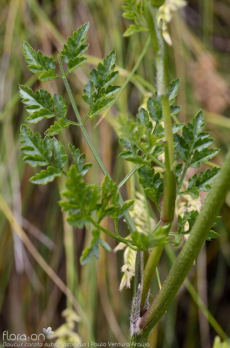 Daucus carota azoricus - | Paulo Ventura Araújo; CC BY-NC 4.0