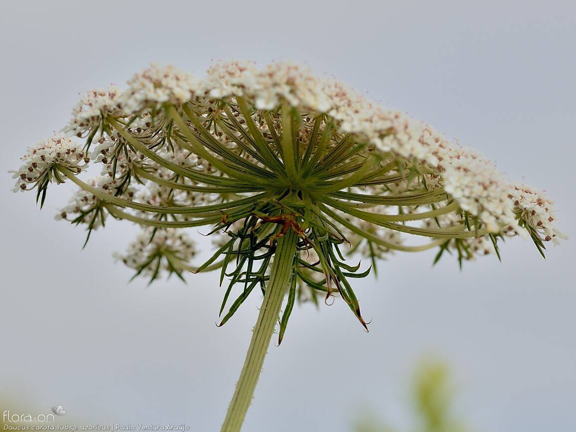 Daucus carota azoricus - | Paulo Ventura Araújo; CC BY-NC 4.0