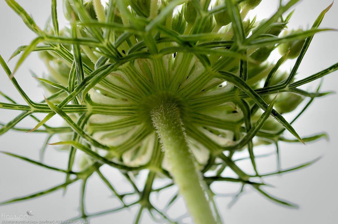 Daucus carota azoricus - | Paulo Ventura Araújo; CC BY-NC 4.0