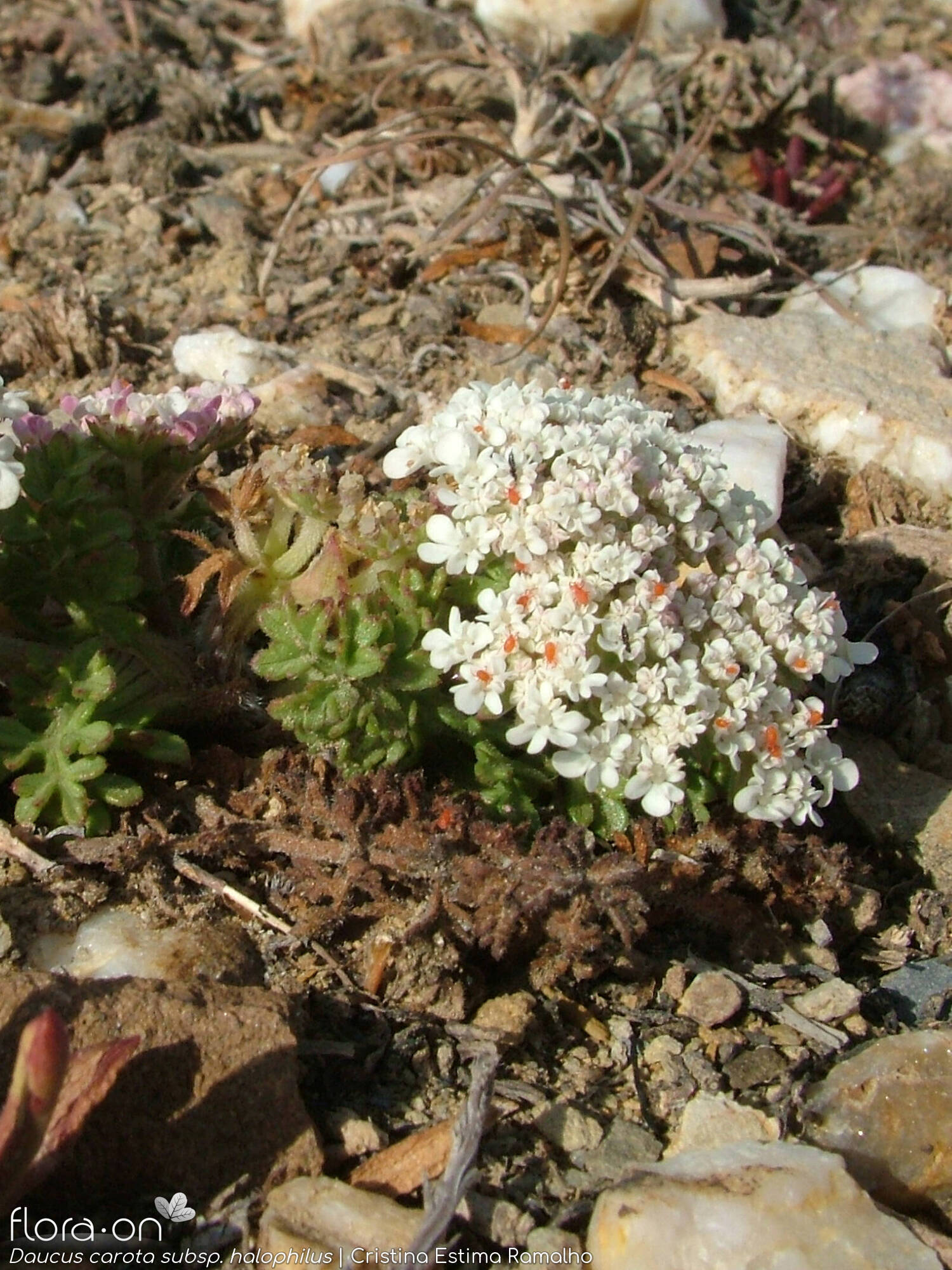 Daucus carota - Hábito | Cristina Estima Ramalho; CC BY-NC 4.0