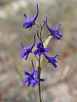 Delphinium nanum