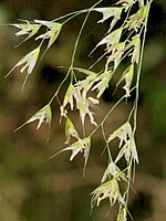 Deschampsia argentea