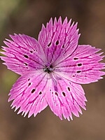 Dianthus tripunctatus