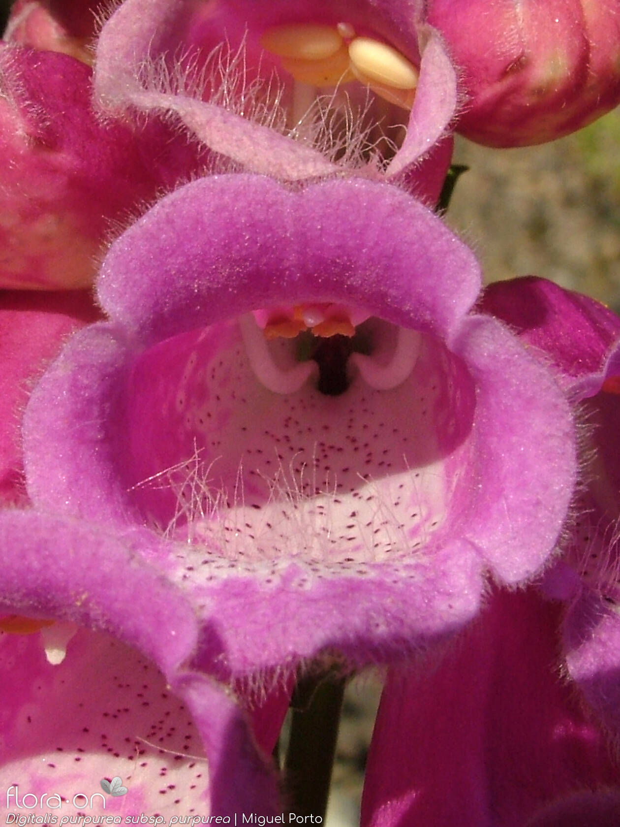 Digitalis purpurea purpurea - Flor (close-up) | Miguel Porto; CC BY-NC 4.0