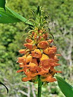 Digitalis sceptrum