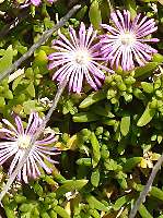 Disphyma crassifolium