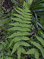 Dryopteris aitoniana