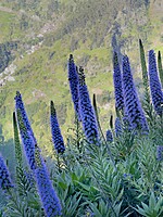 Echium candicans