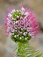 Echium portosanctensis