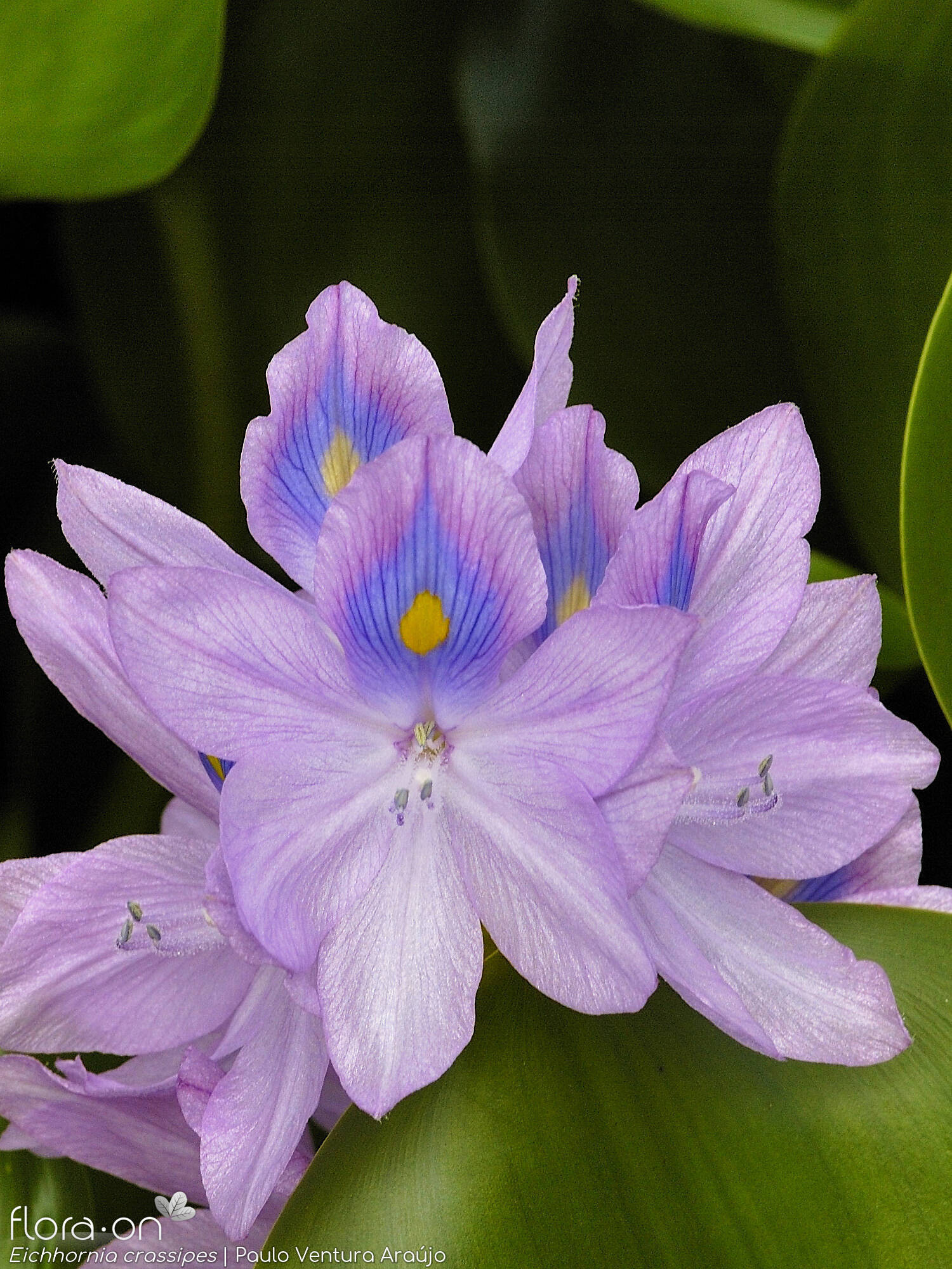 Eichhornia crassipes - Flor (geral) | Paulo Ventura Araújo; CC BY-NC 4.0