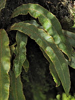 Elaphoglossum semicylindricum