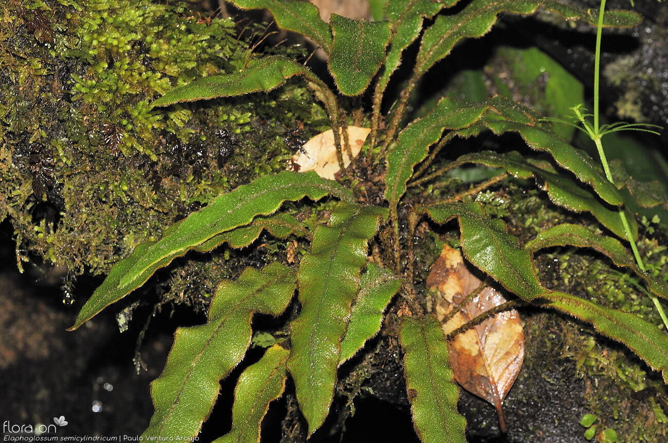 Elaphoglossum semicylindricum - Hábito | Paulo Ventura Araújo; CC BY-NC 4.0