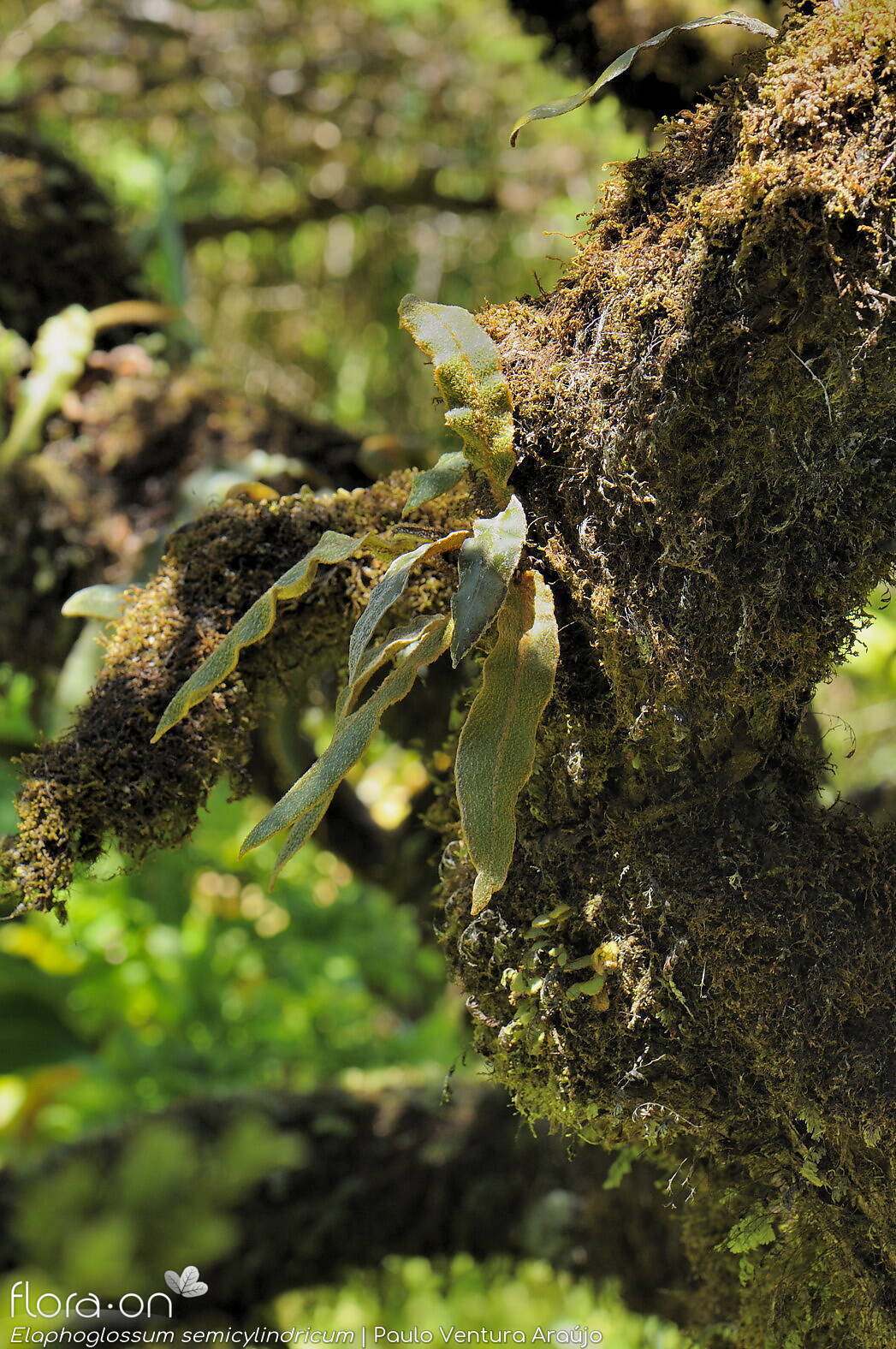 Elaphoglossum semicylindricum - Habitat | Paulo Ventura Araújo; CC BY-NC 4.0