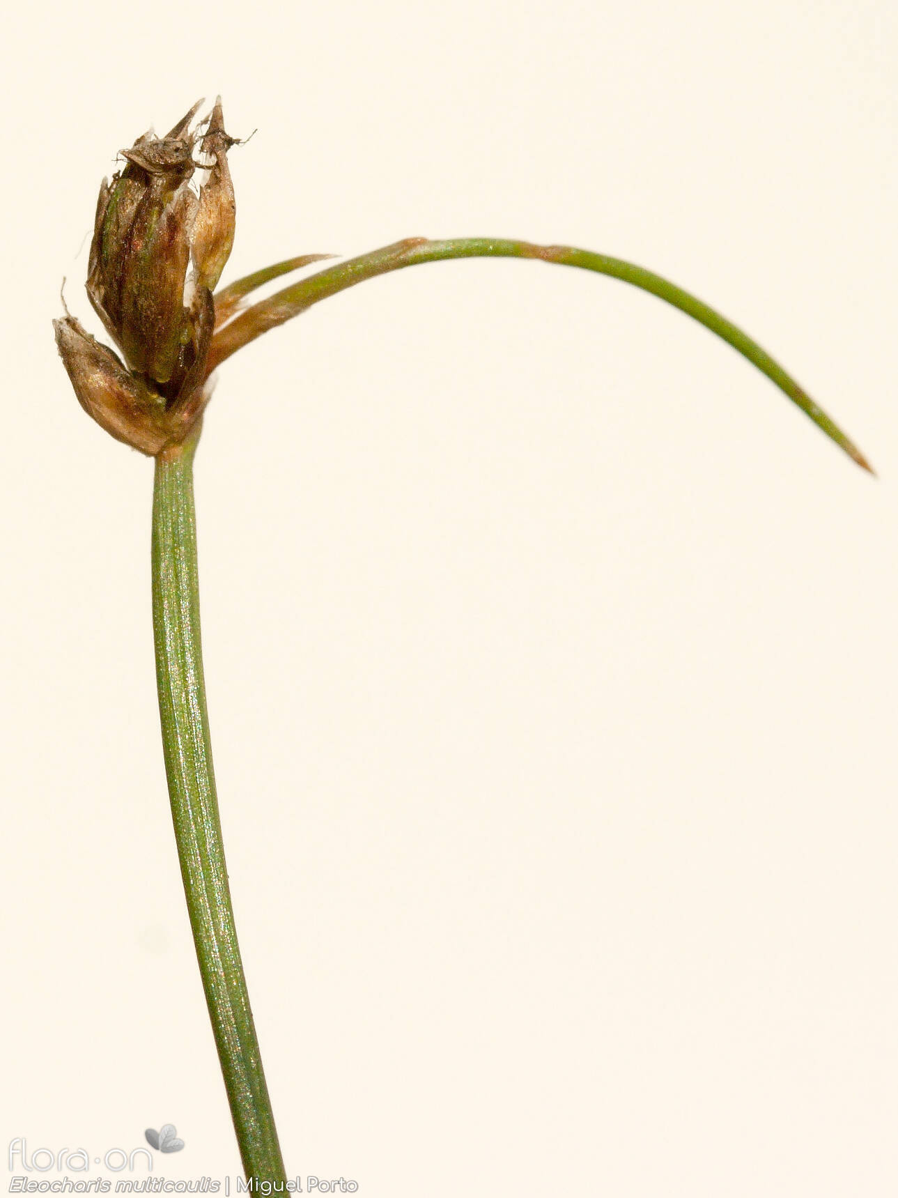 Eleocharis multicaulis - Flor (geral) | Miguel Porto; CC BY-NC 4.0