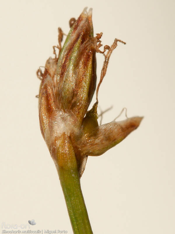 Eleocharis multicaulis - Flor (close-up) | Miguel Porto; CC BY-NC 4.0