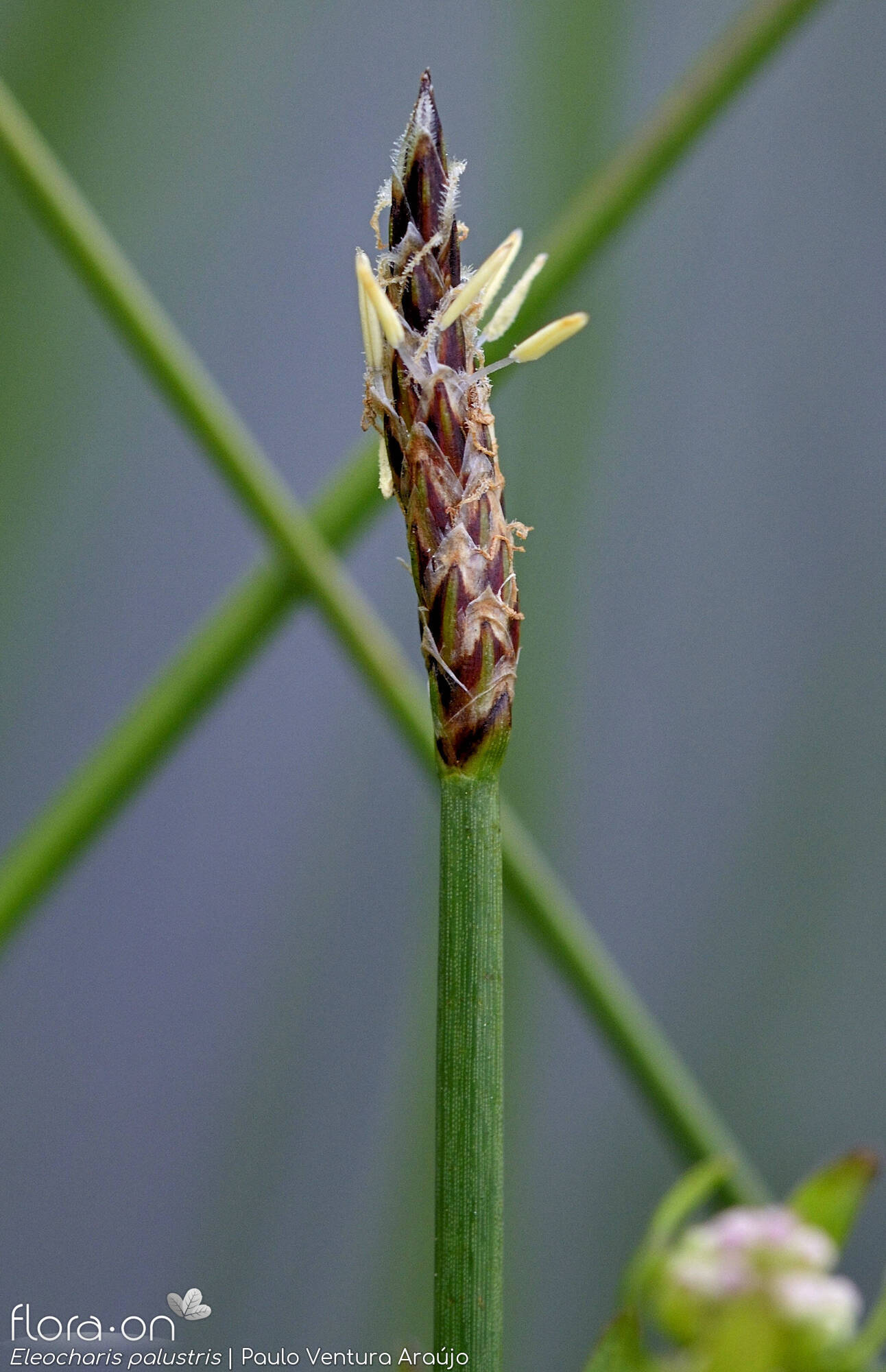 Eleocharis palustris - Flor (close-up) | Paulo Ventura Araújo; CC BY-NC 4.0