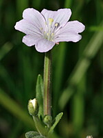 Epilobium palustre