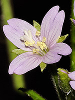 Epilobium parviflorum
