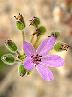 Erodium salzmannii