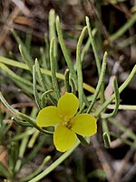 Erysimum maderense
