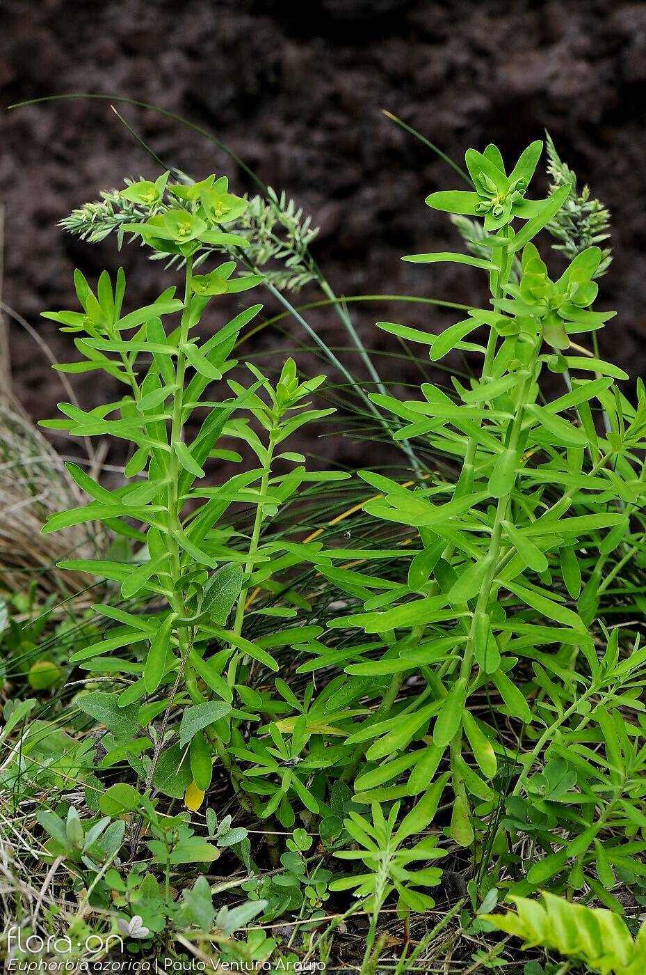 Euphorbia azorica -  | Paulo Ventura Araújo; CC BY-NC 4.0