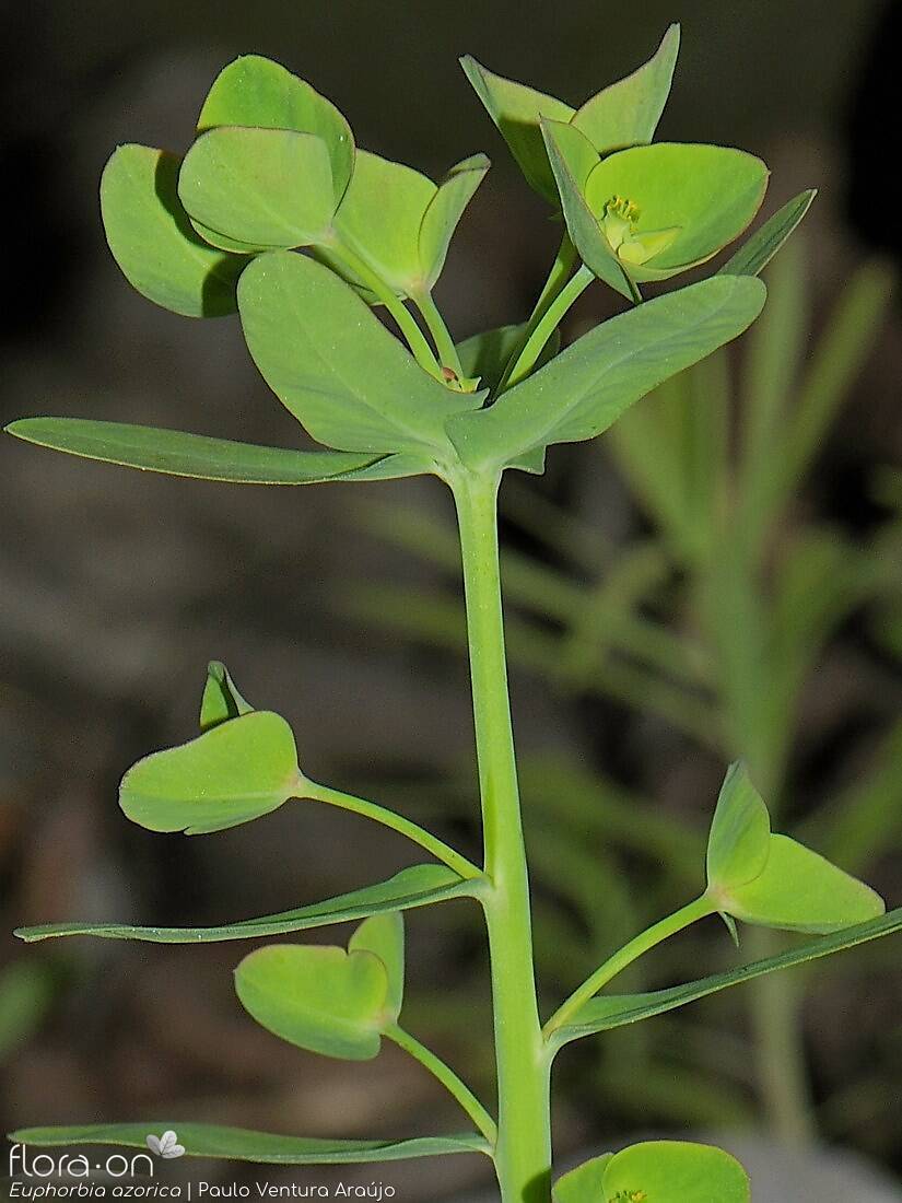 Euphorbia azorica -  | Paulo Ventura Araújo; CC BY-NC 4.0