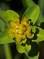 Euphorbia flavicoma