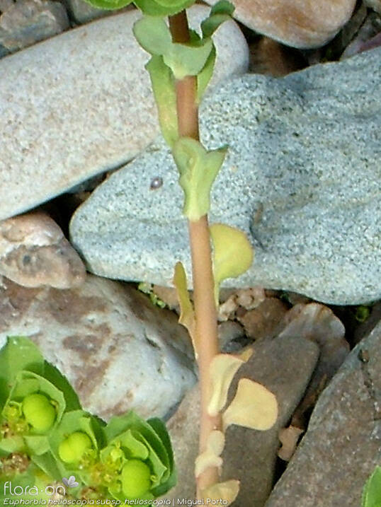 Euphorbia helioscopia helioscopia - Folha | Miguel Porto; CC BY-NC 4.0