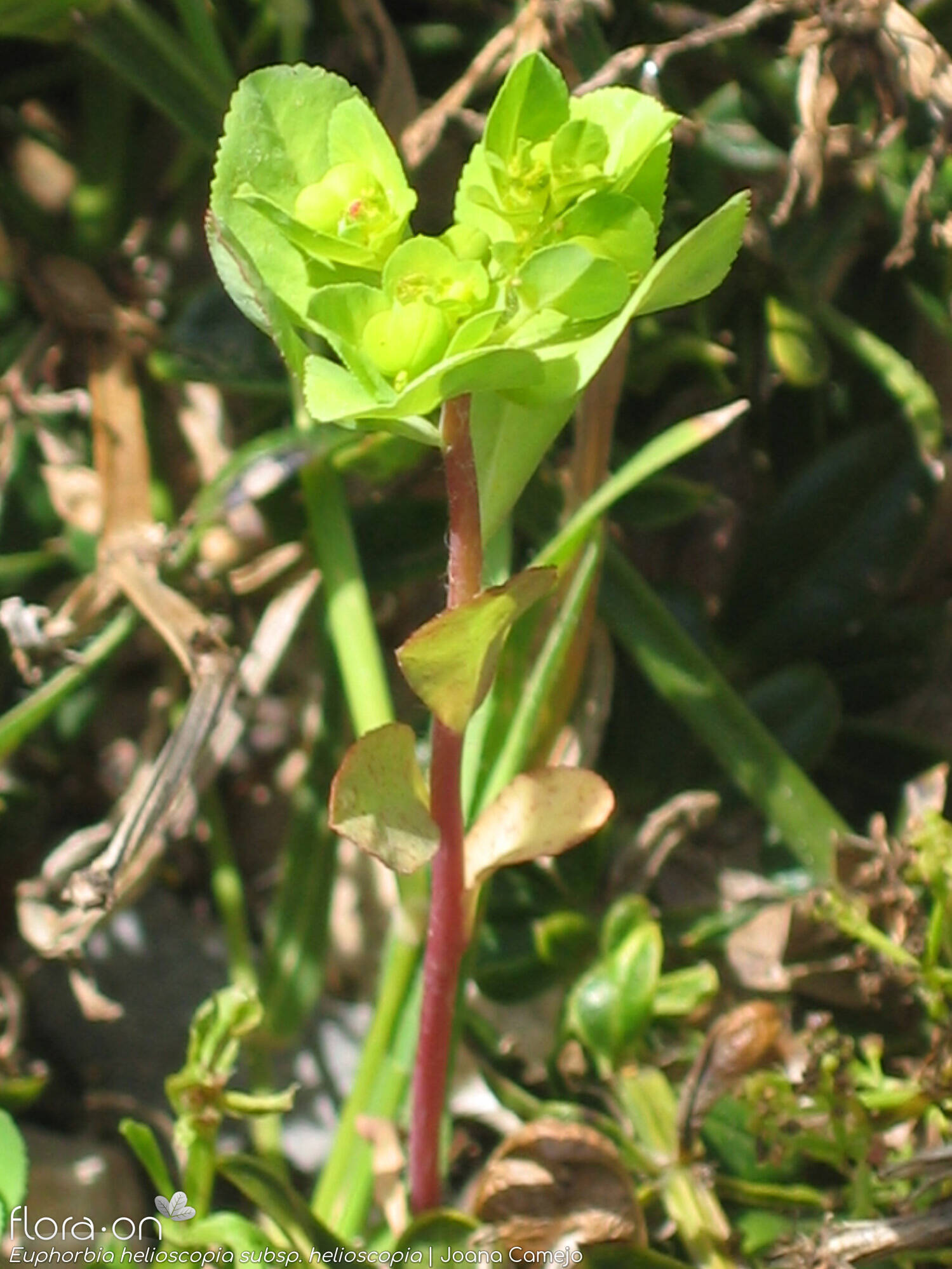 Euphorbia helioscopia helioscopia - Hábito | Joana Camejo; CC BY-NC 4.0