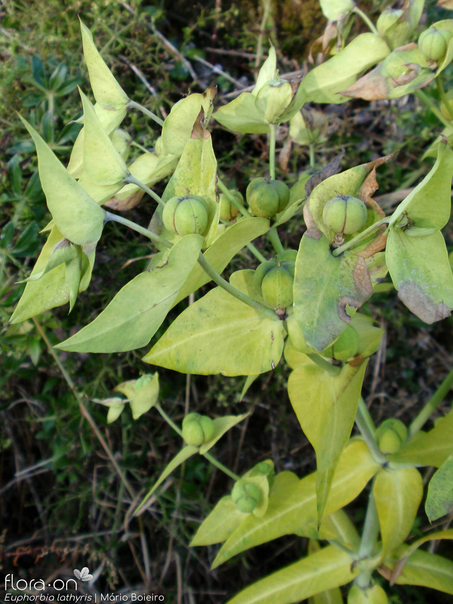 Euphorbia lathyris - Flor (geral) | Mário Boieiro; CC BY-NC 4.0