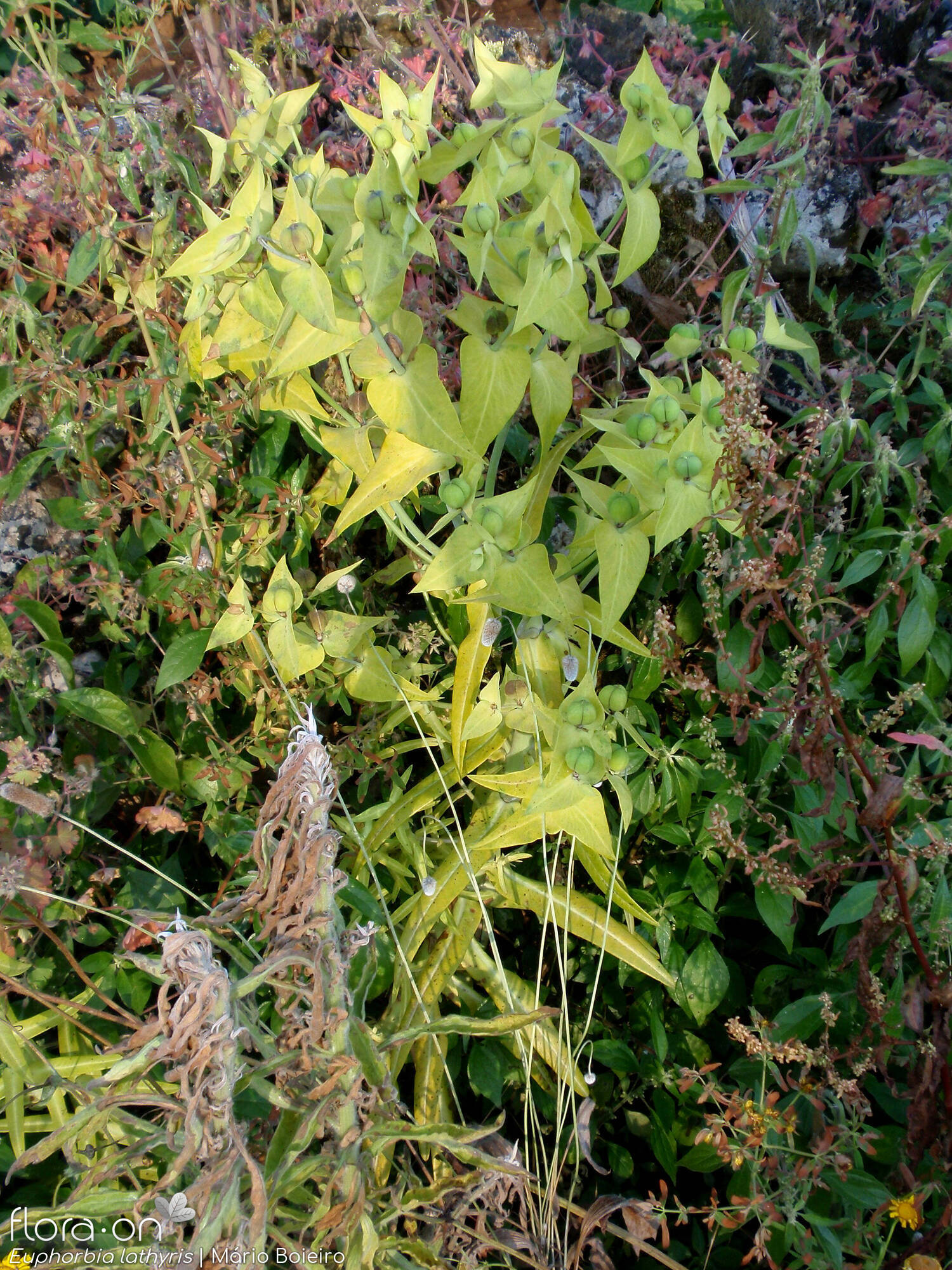 Euphorbia lathyris - Hábito | Mário Boieiro; CC BY-NC 4.0