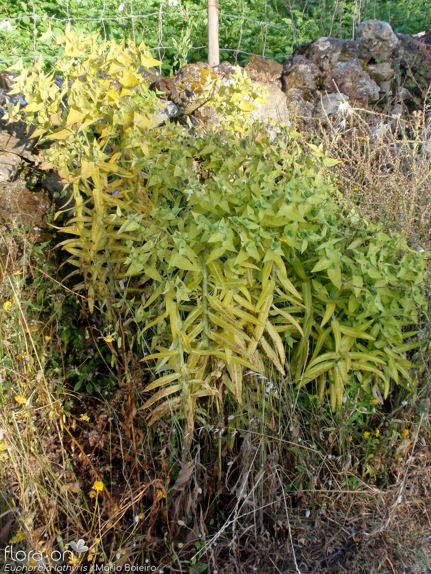 Euphorbia lathyris - Hábito | Mário Boieiro; CC BY-NC 4.0