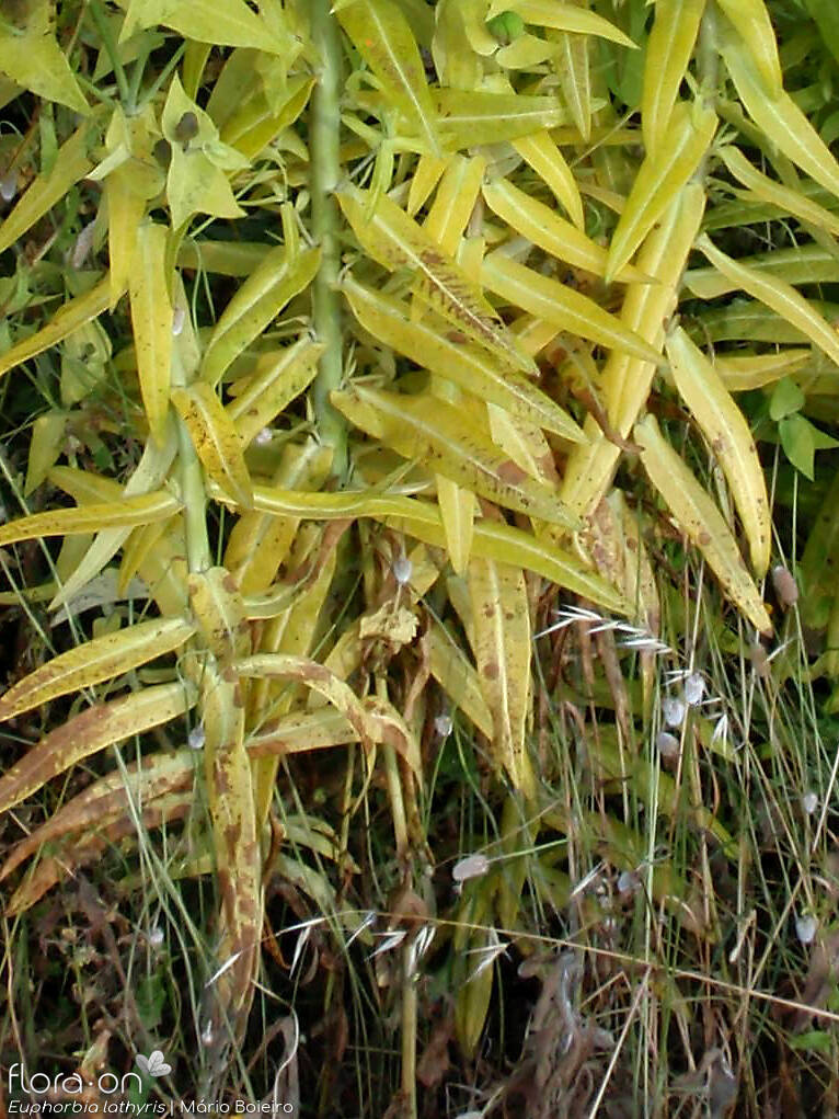 Euphorbia lathyris - Folha | Mário Boieiro; CC BY-NC 4.0