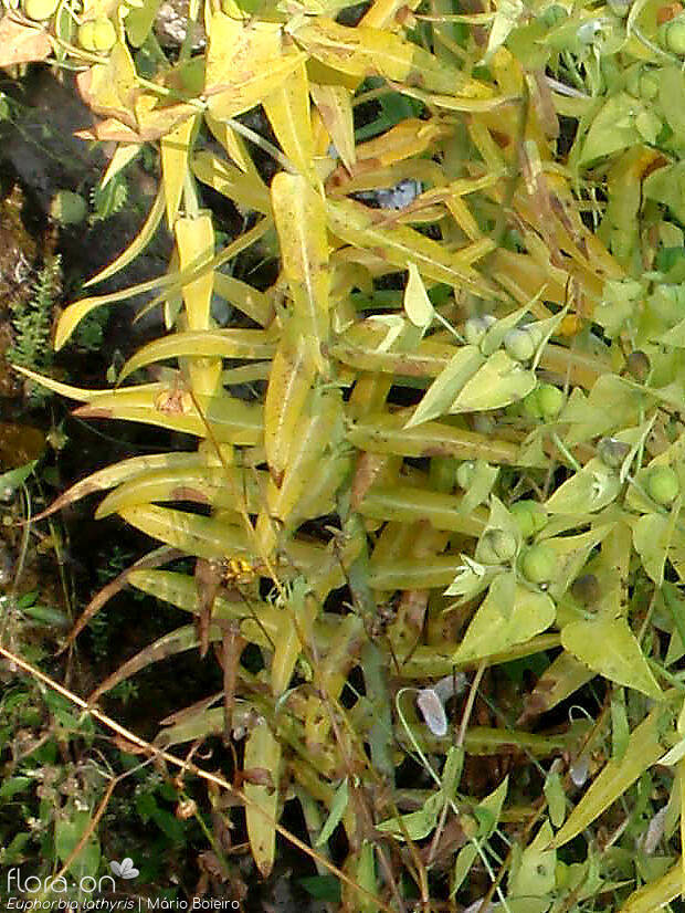Euphorbia lathyris - Folha | Mário Boieiro; CC BY-NC 4.0