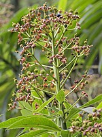 Euphorbia mellifera