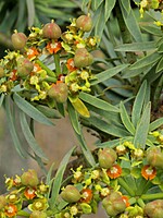 Euphorbia piscatoria