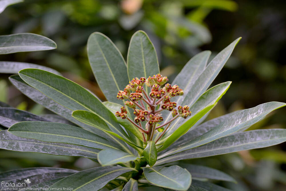 Euphorbia santamariae