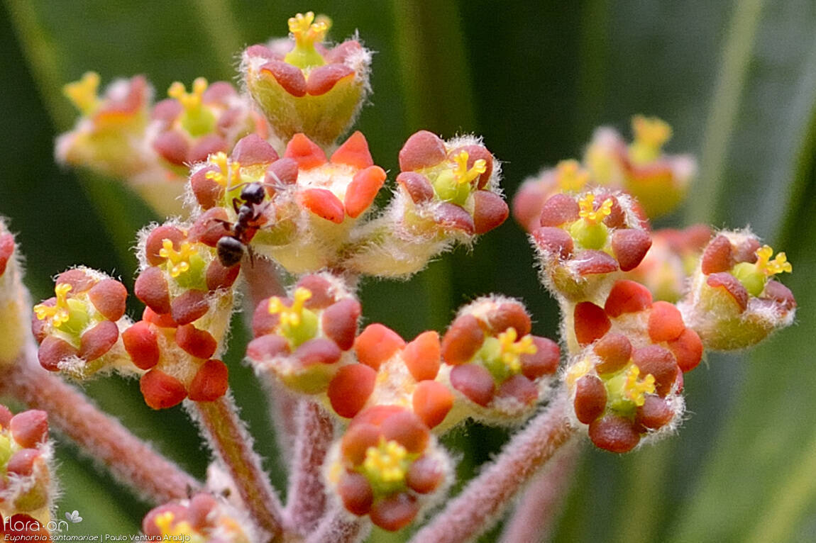 Euphorbia santamariae -  | Paulo Ventura Araújo; CC BY-NC 4.0