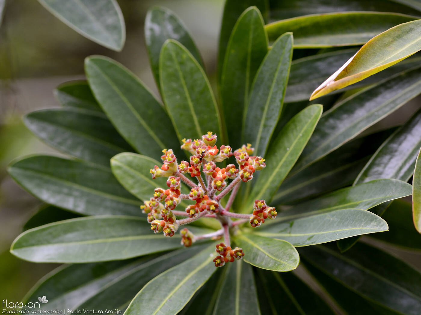 Euphorbia santamariae -  | Paulo Ventura Araújo; CC BY-NC 4.0