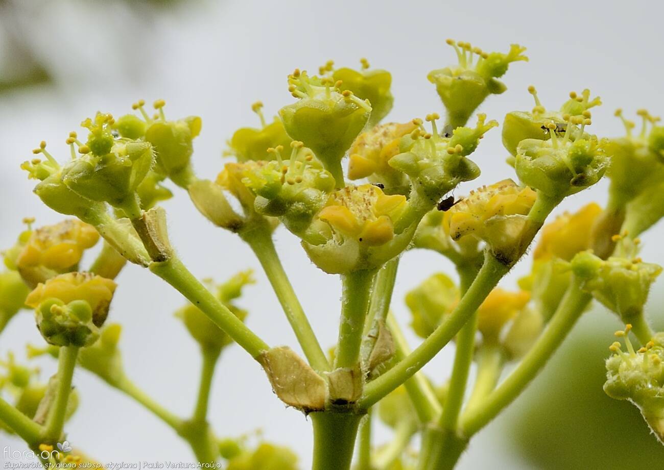 Euphorbia stygiana stygiana - | Paulo Ventura Araújo; CC BY-NC 4.0