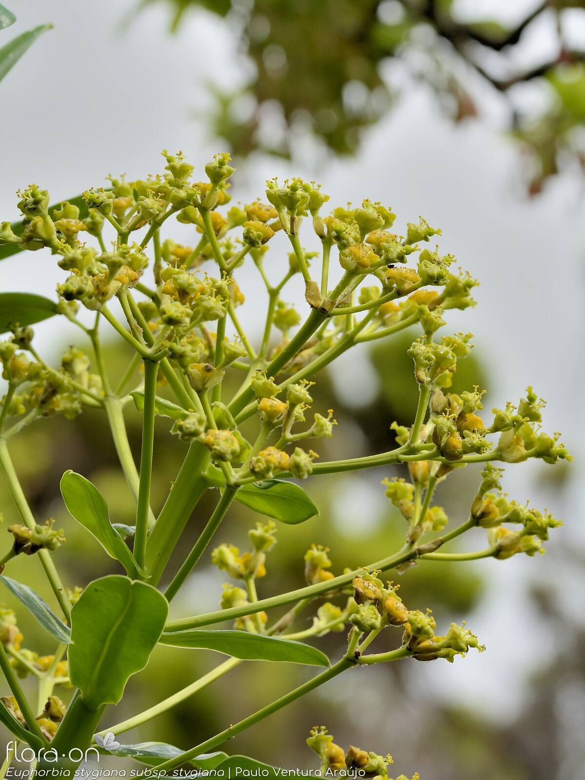 Euphorbia stygiana stygiana - | Paulo Ventura Araújo; CC BY-NC 4.0